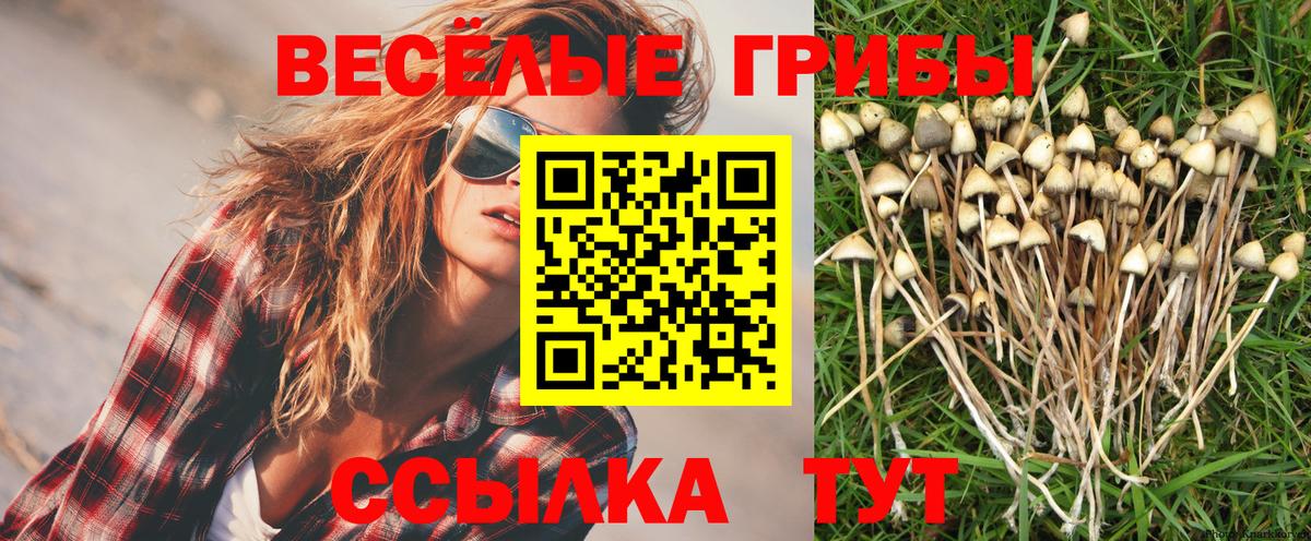 Галлюциногенные грибы Psilocybine cubensis Каменка